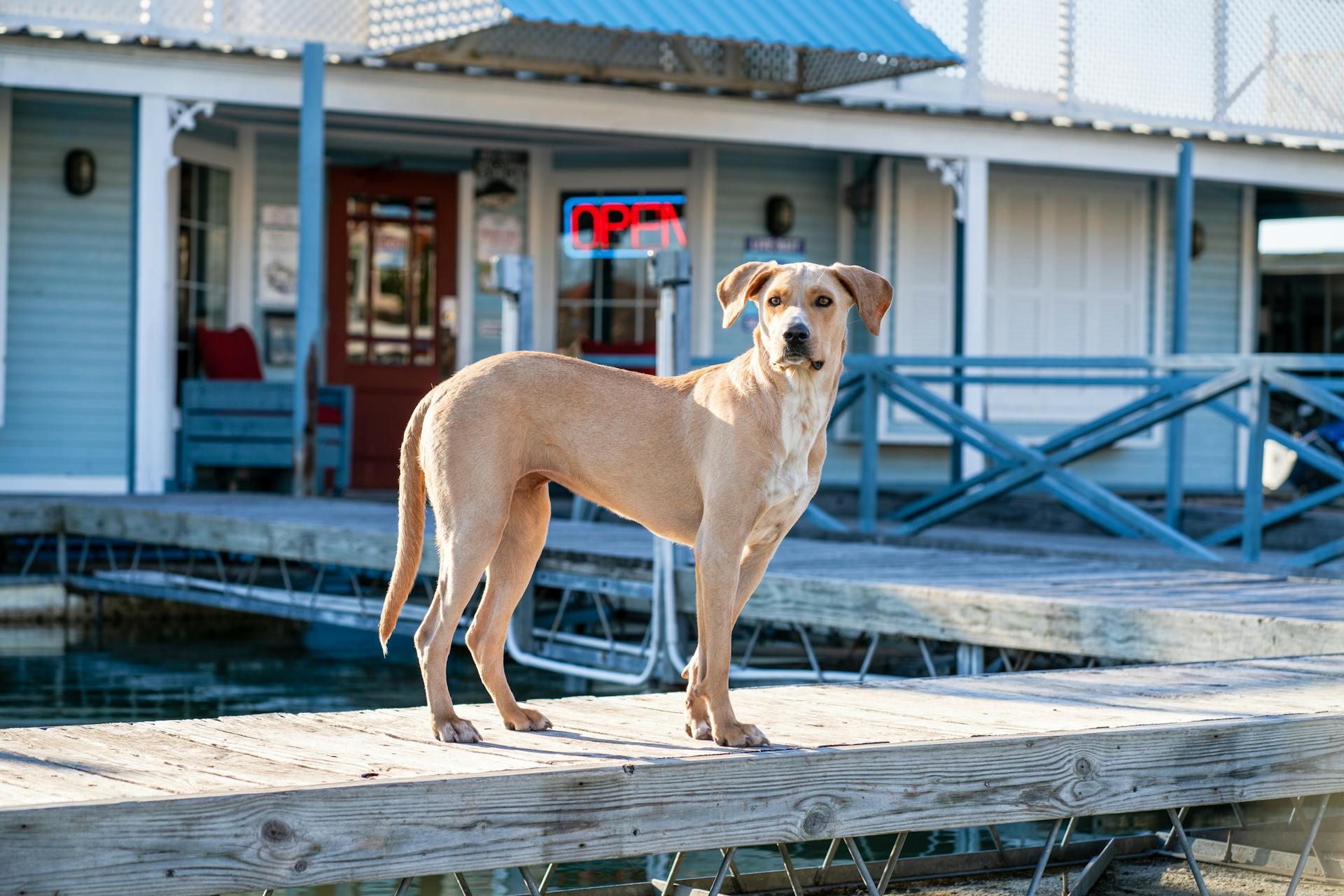 Brown Dog  on Wooden Dock