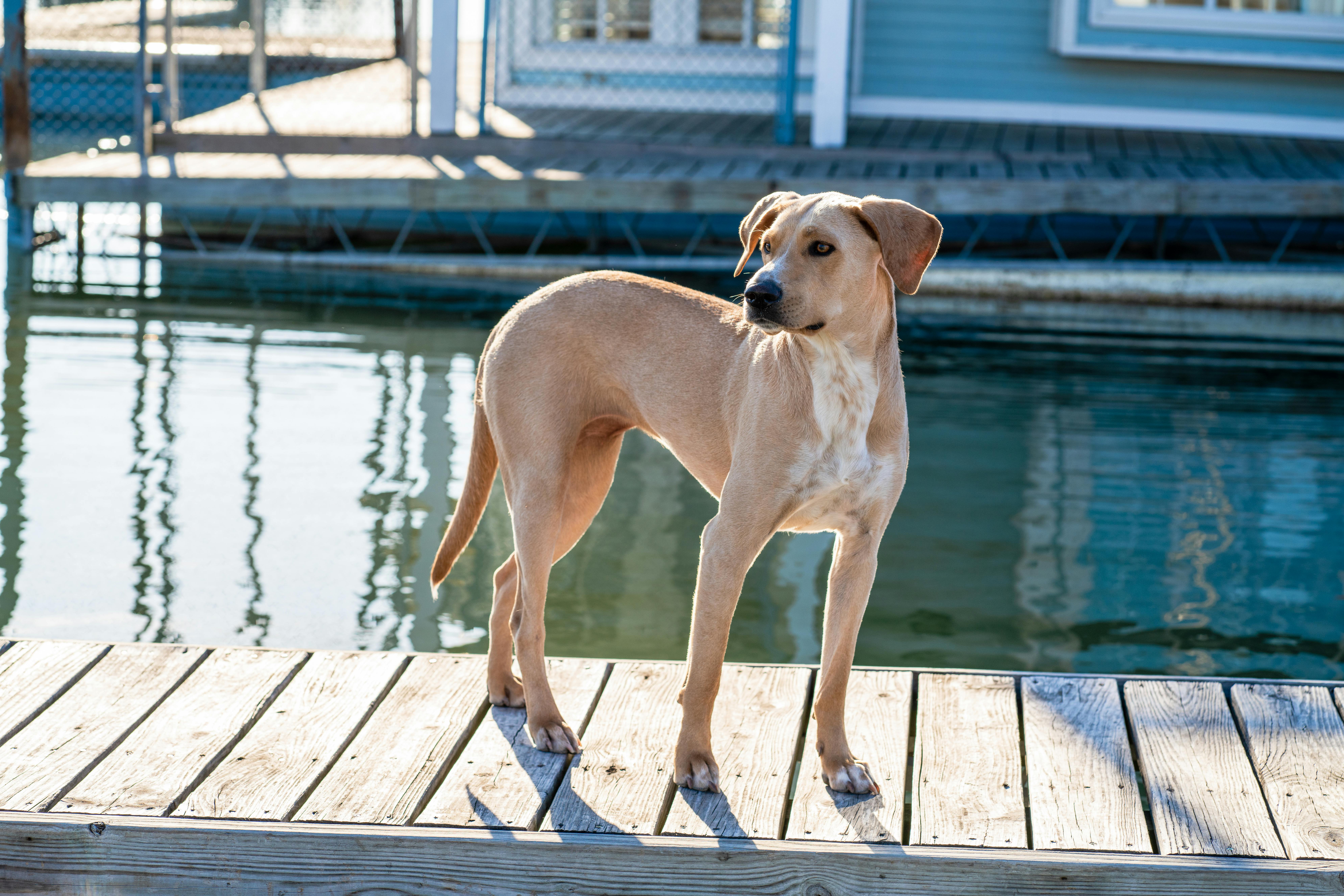 Bimini Pet Health expands Topeka manufacturing facility — Photo by gabesdotphotos photographer on Pexels