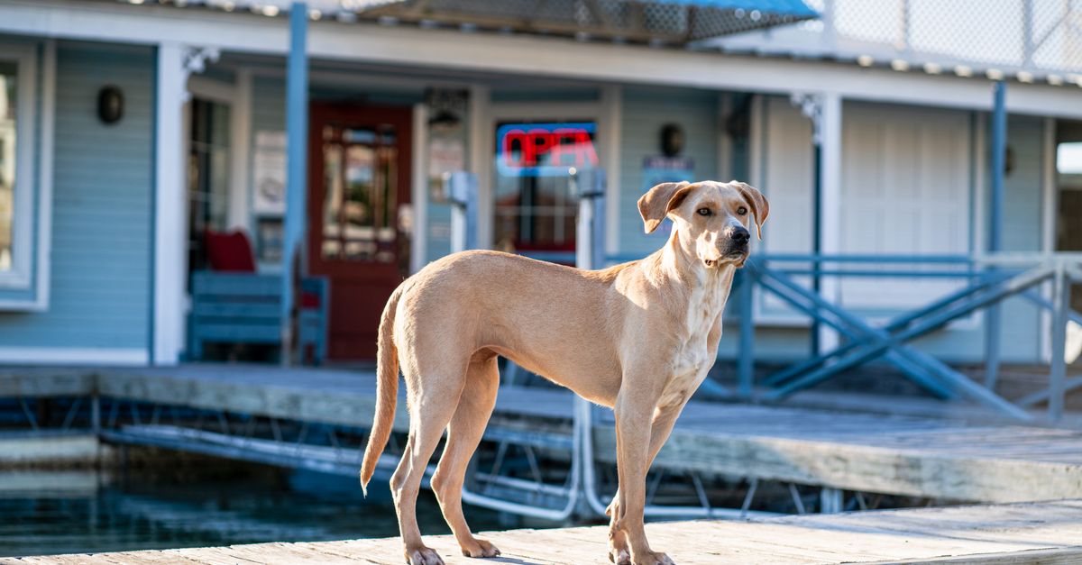 A brown dog standing confidently on a wooden dock in front of a lakeside building with an open sign.