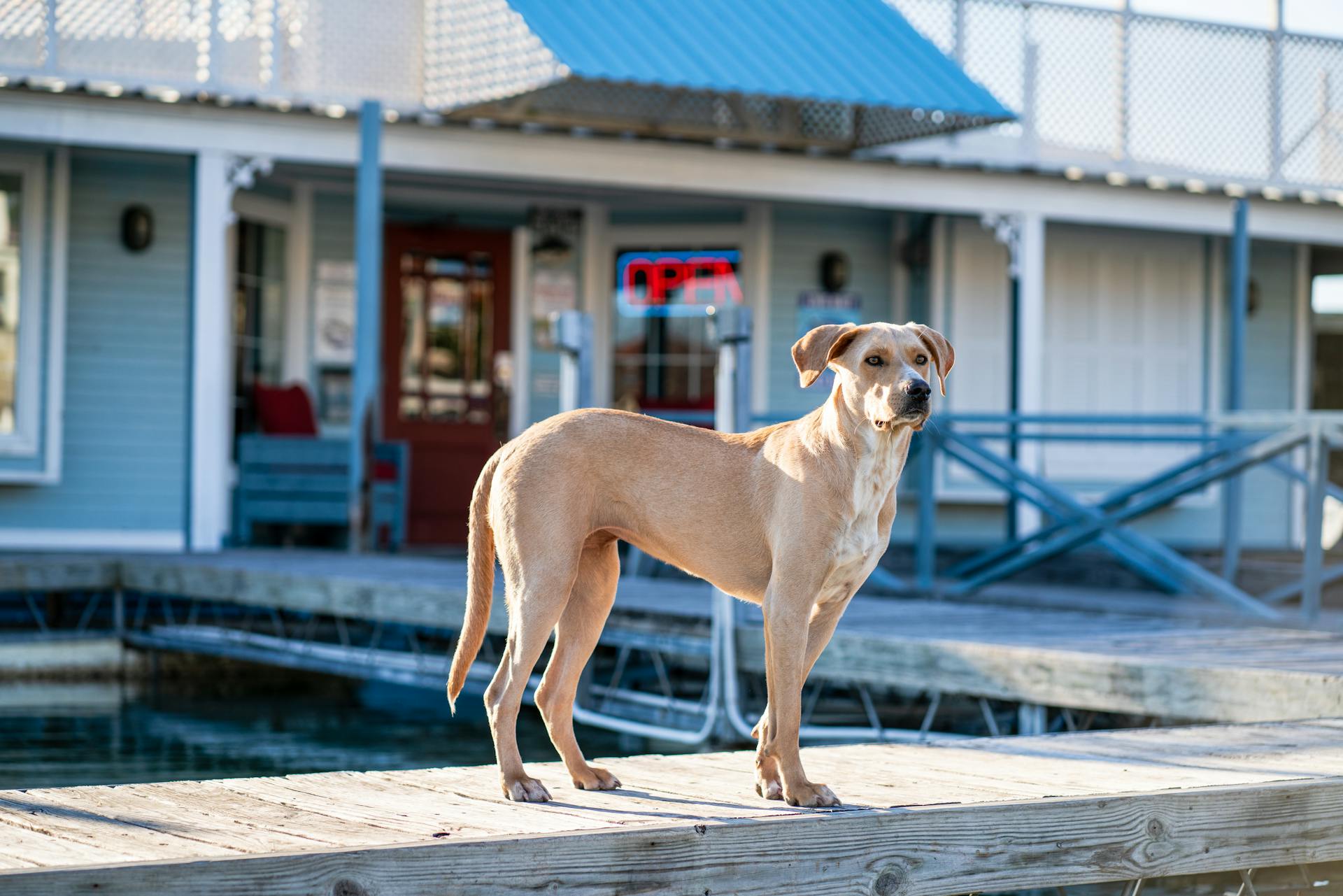 Chien à poil court brun sur un quai en bois brun