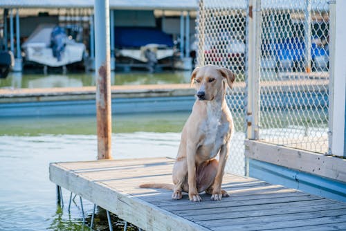 Brown Dog Sitting on Wooden Dock