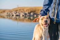 Shallow Focus Photo of Cute Brown Dog near Its Owner
