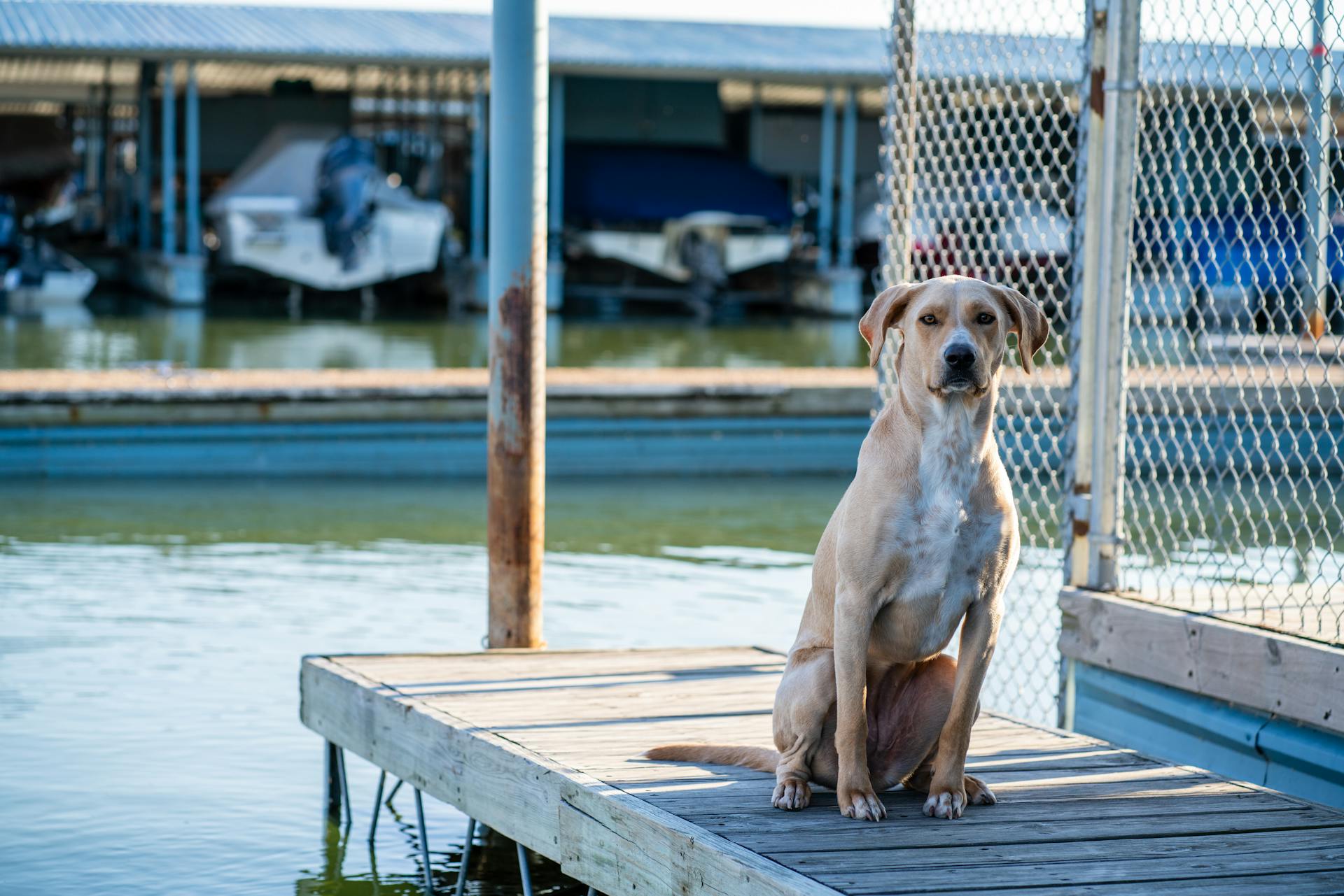 Yellow Labrador Retriever Sitting on Brown Wooden Dock