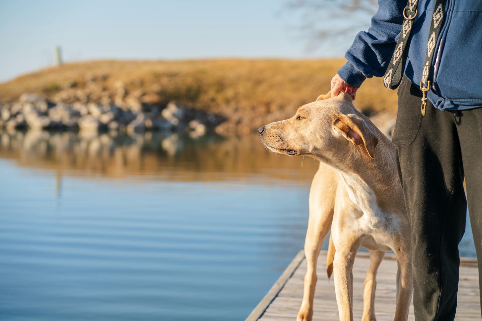 Holding a Brown Short Coated Dog on Brown Wooden Dock