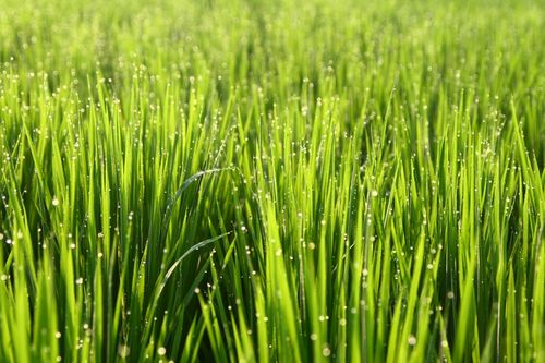 Free Close-up of fresh wheat grass with dew, captured in Taiwan's serene landscape. Stock Photo
