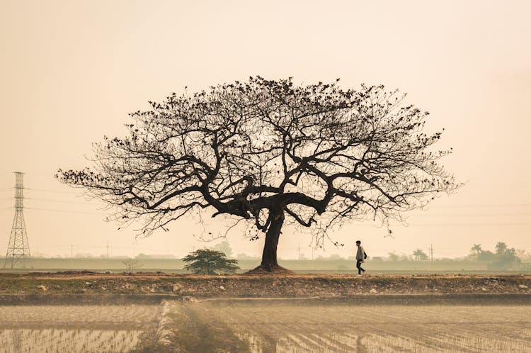 Man Walking Near Leafless Tree