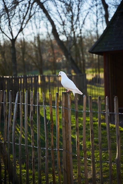 A White Dove on a Wooden Fence