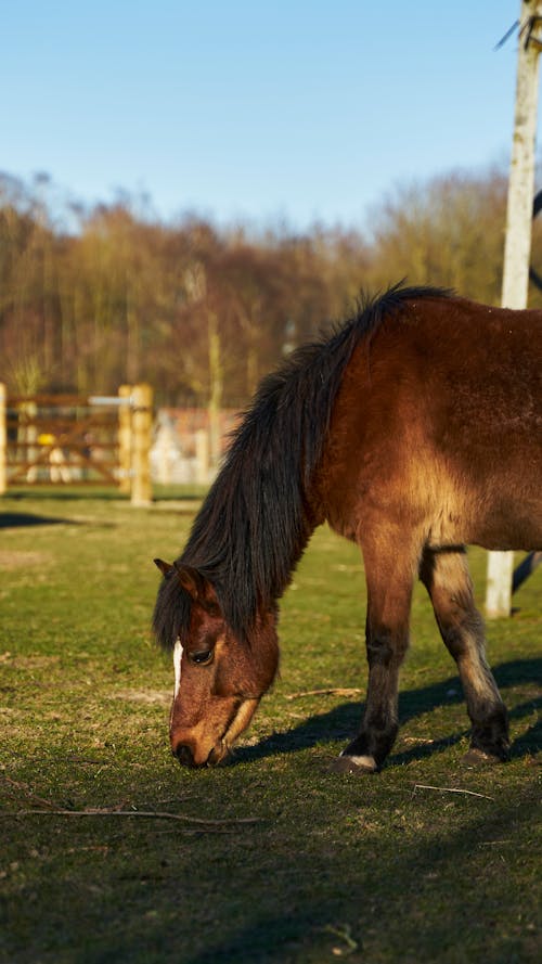 Kostnadsfria Kostnadsfri bild av brun häst, däggdjur, djur Stock foto