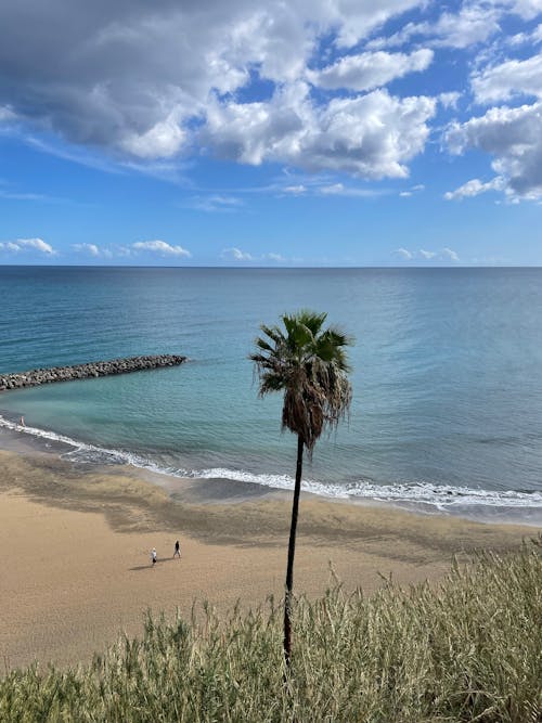 Free Palm Tree on a Beach  Stock Photo