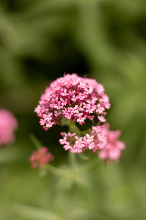 คลังภาพถ่ายฟรี ของ ดอกไม้สีชมพู, ฤดูใบไม้ผลิ, สีเขียว