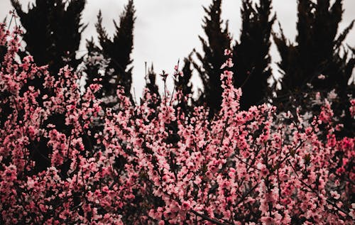 Kostenloses Stock Foto zu frühlingszeit, kirschblüte