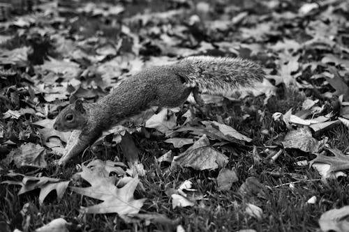 A Squirrel Jumping Over Fallen Leaves on the Ground