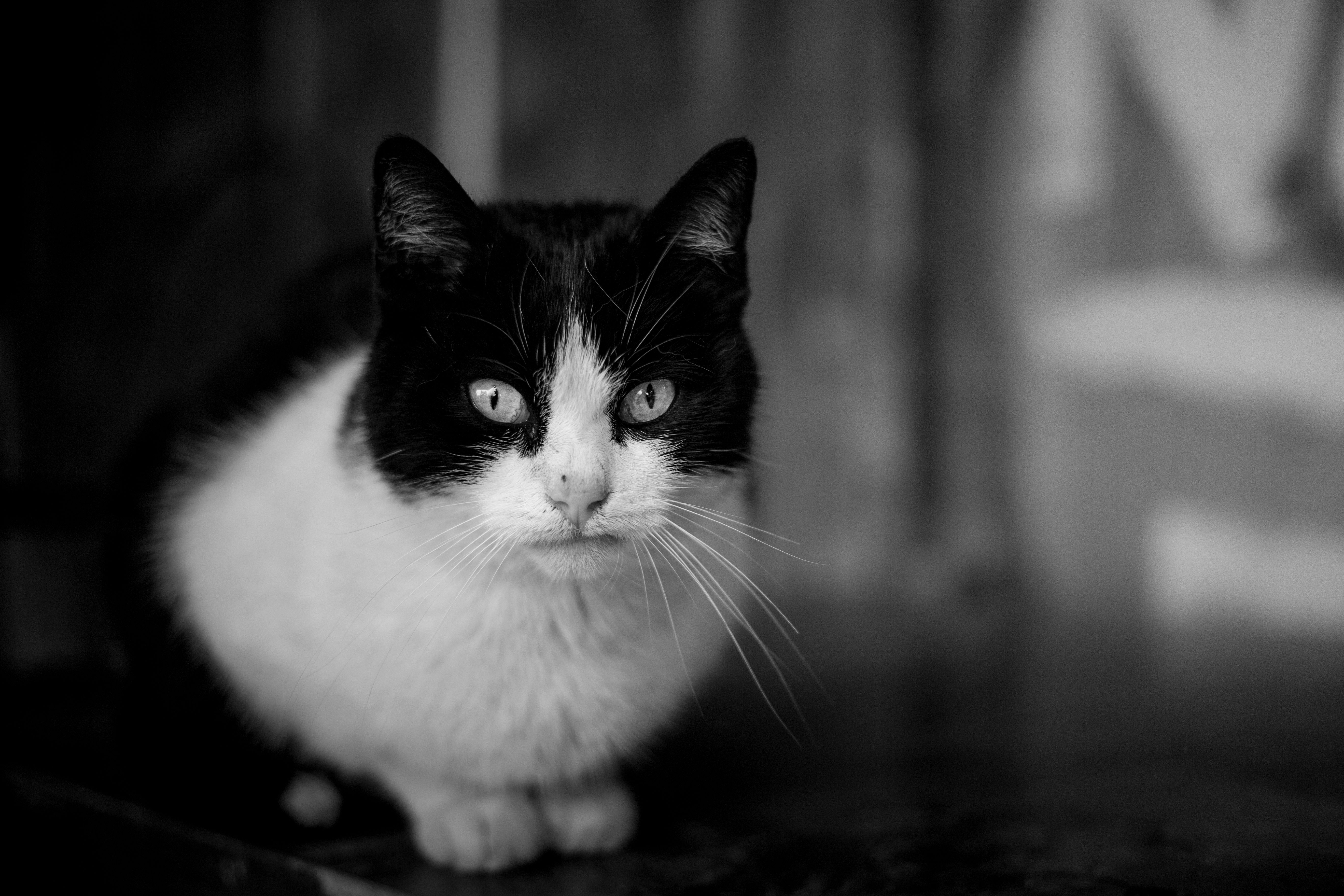 Grayscale Photo of Cat on Textile · Free Stock Photo