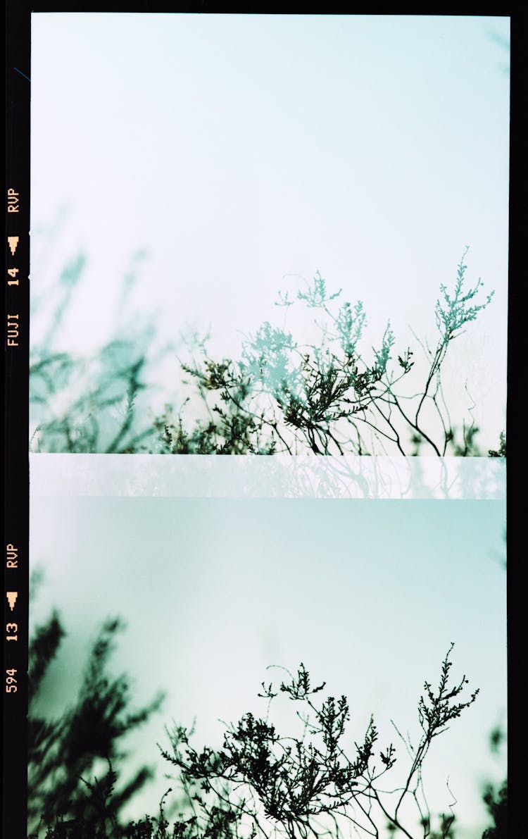 Multiple Exposure Of Branches