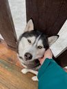 Woman in Teal Shirt Holding White and Black Siberian Husky
