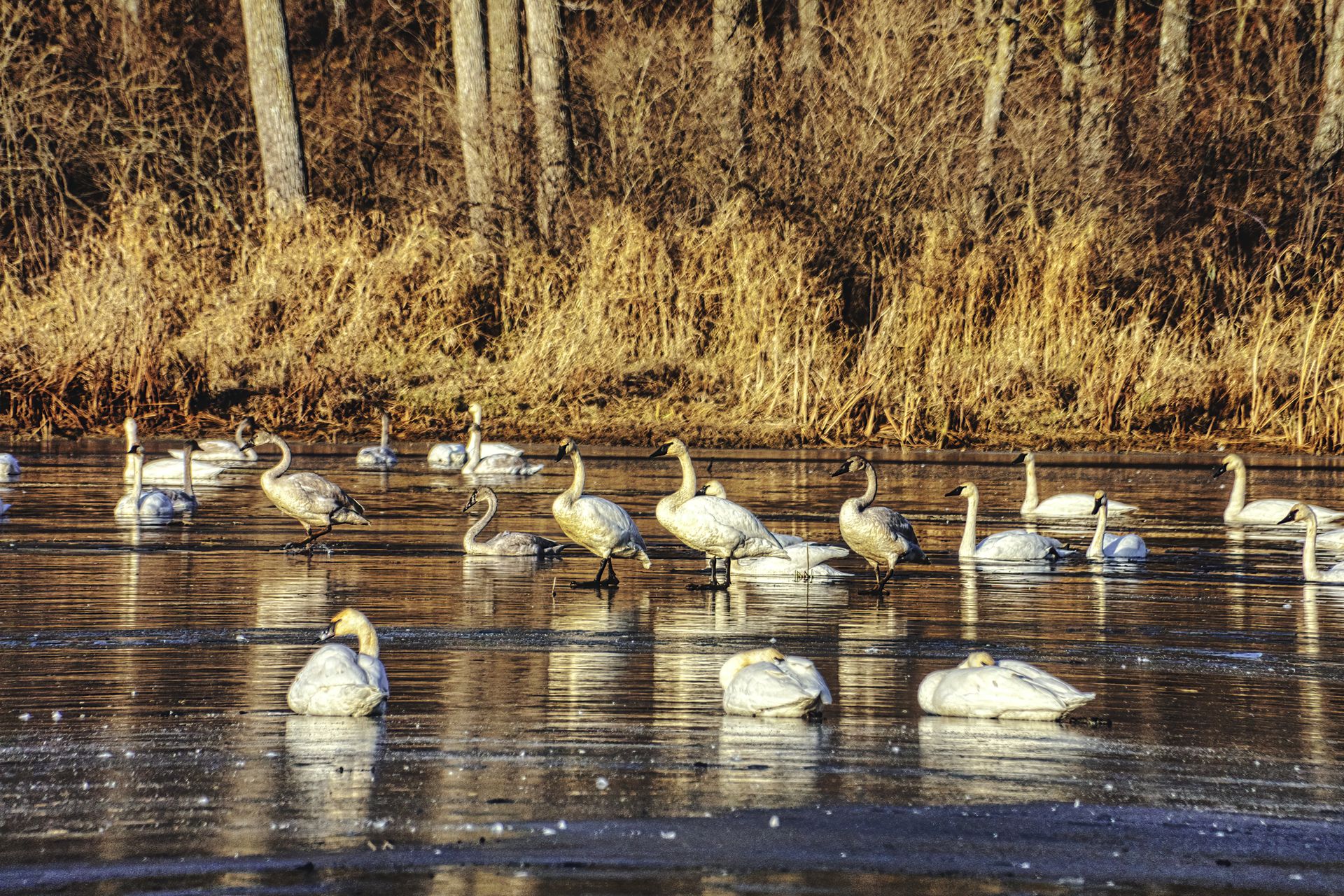 Trumpeter swans gather on a frozen pond surrounded by dry grass and forest in winter.