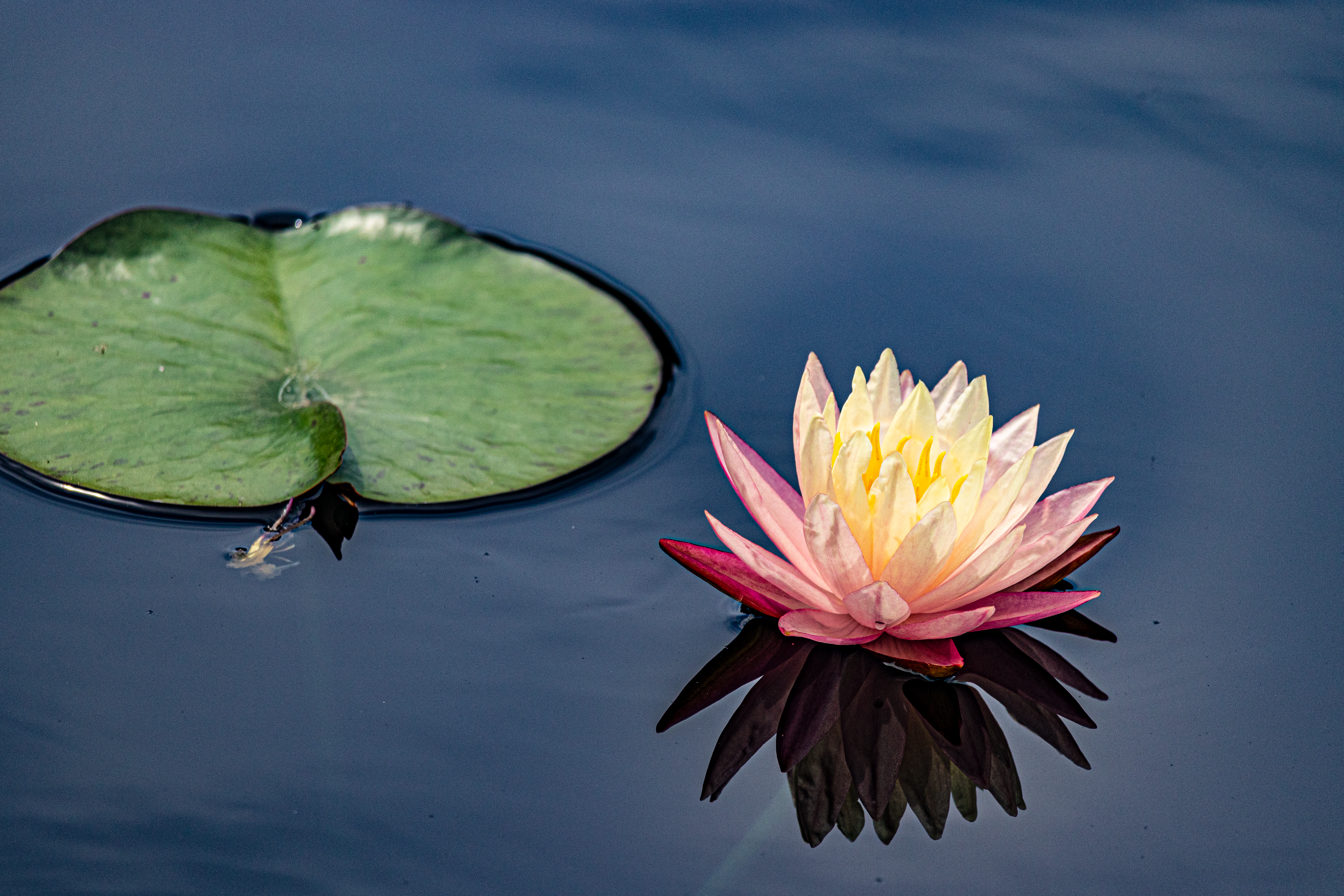 Pink Water Lily Flower on the Water Surface · Free Stock Photo