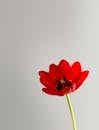 Red Flower in White Background