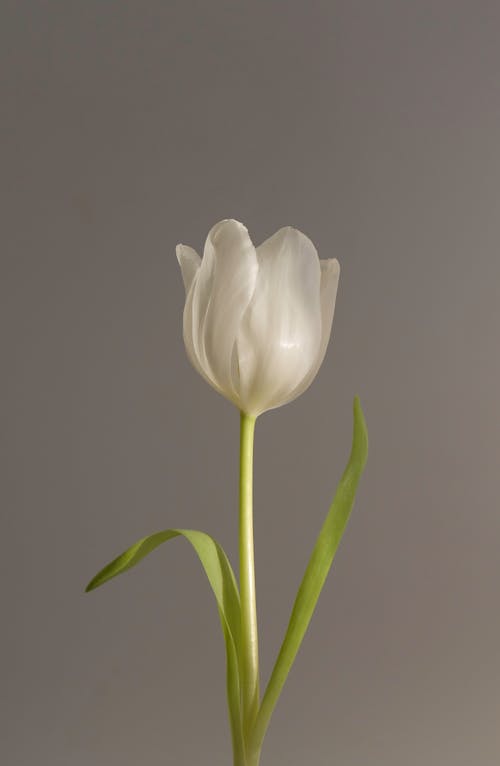 Free White Tulip in Close Up Photography Stock Photo