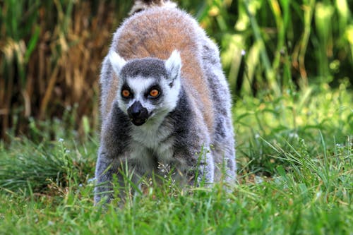 Ring-Tailed Lemur on Green Grass