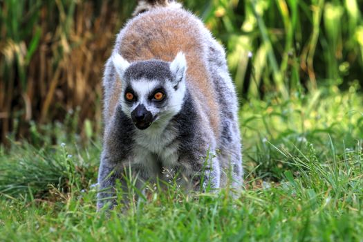 Captivating close-up of a ring-tailed lemur amidst lush greenery in Madagascar.
