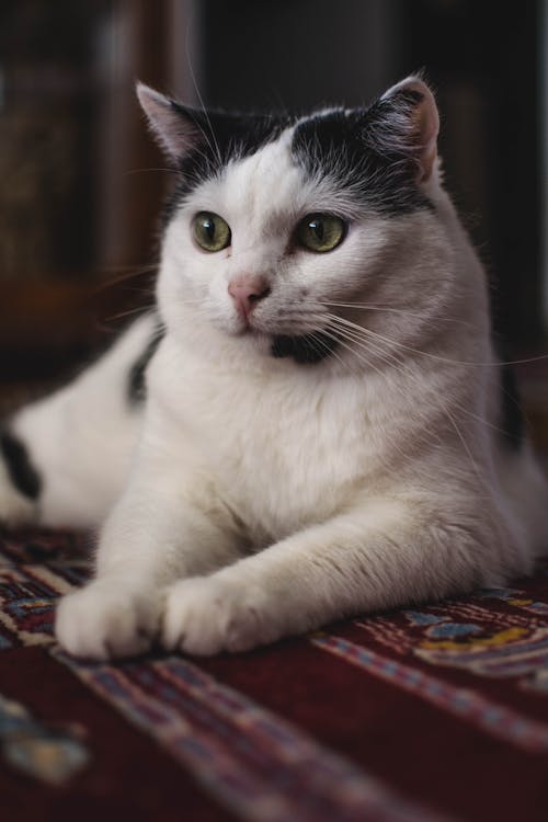 Fotografi Fokus Selektif Kucing Hitam Putih
