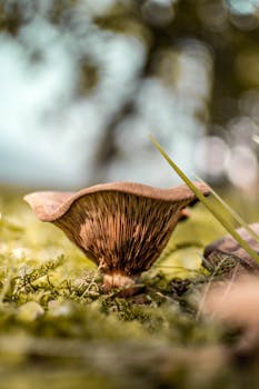 这张详细宏观照片捕捉了长满草的森林地面上蘑菇的自然美景