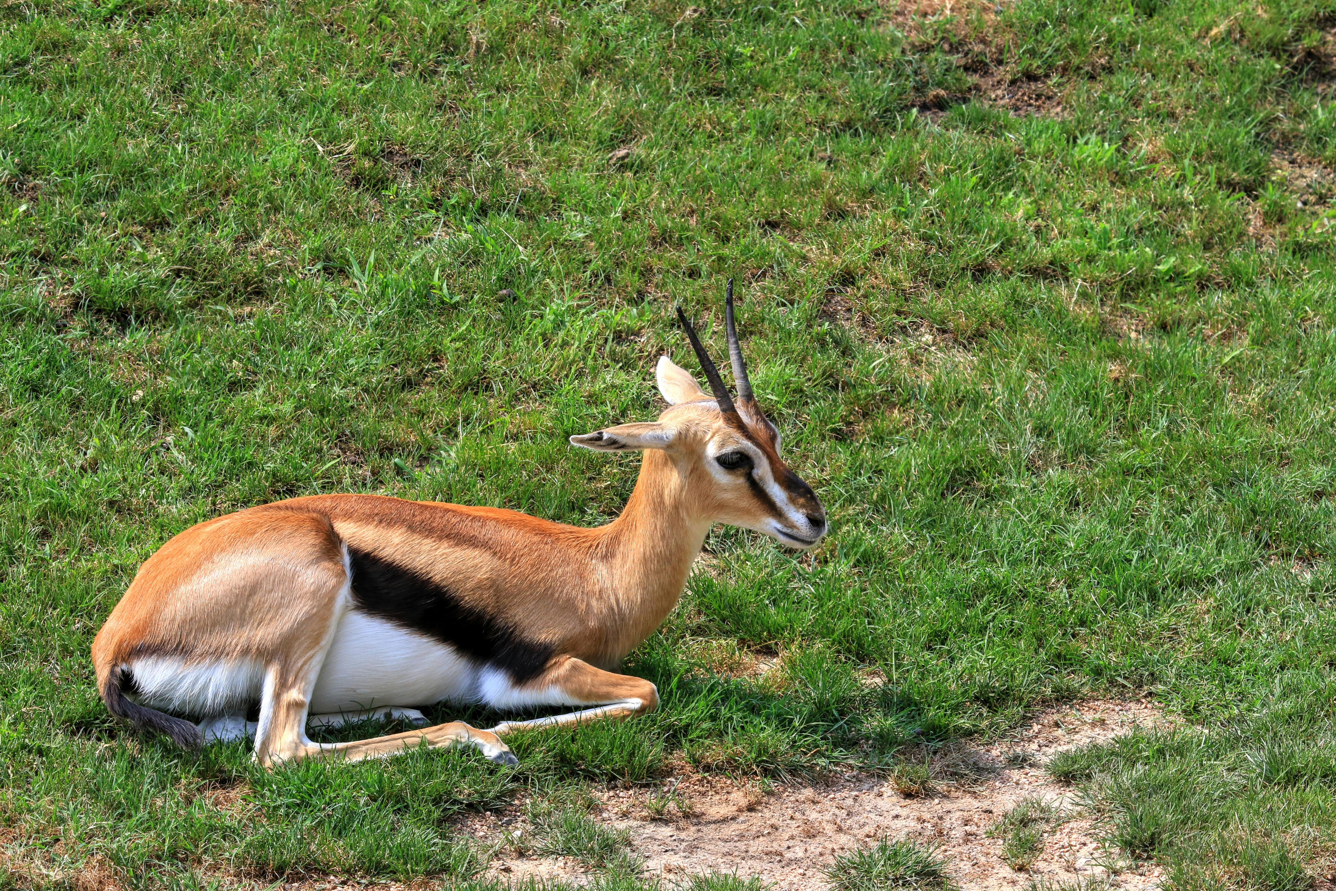 grátis Foto profissional grátis de África, ambiente selvagem, amigo do ambiente Foto profissional