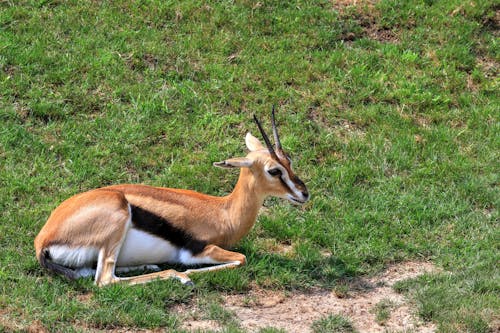 Photo of a Gazelle Lying on Grass · Free Stock Photo