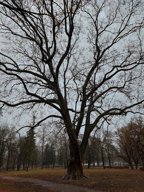 Fotobanka s bezplatnými fotkami na tému hnedá tráva, holý strom, krajina