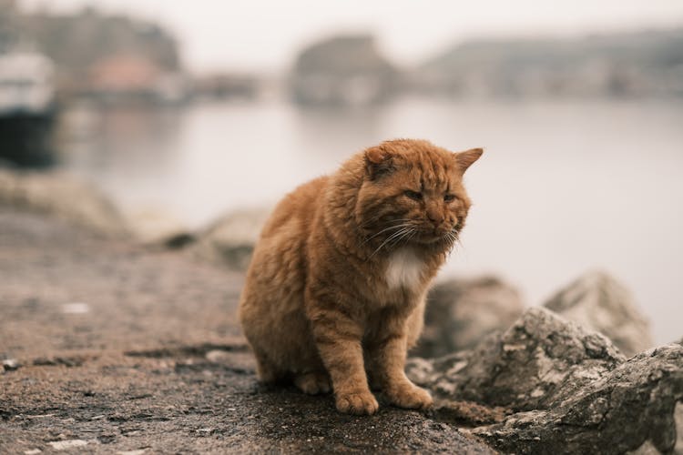 Cat On Asphalt Near Water