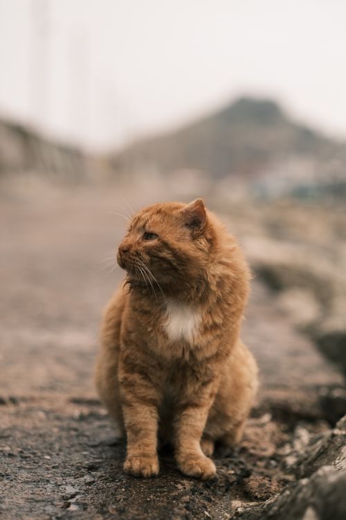 Free A furry ginger cat sitting on a city street, providing a rustic feel. Stock Photo