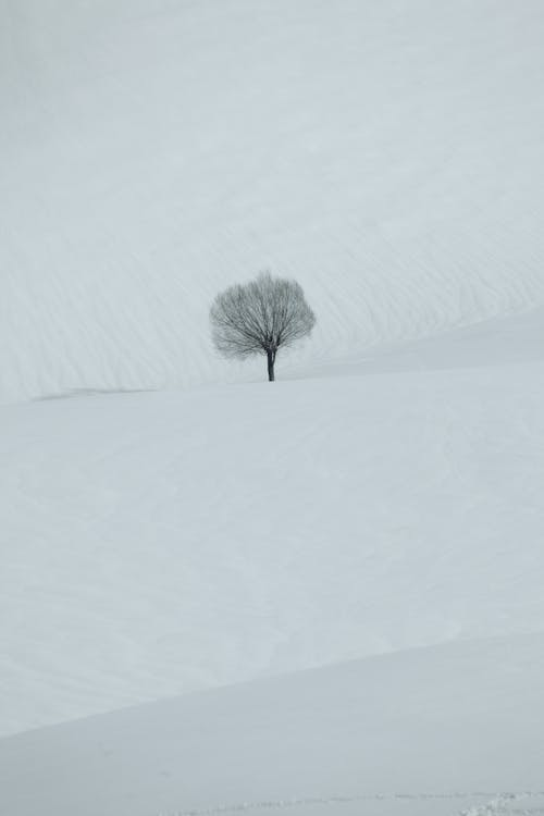 Bare Tree on Snow Covered Ground