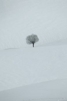 A lone bare tree stands amidst a vast, snow-covered terrain, capturing winter's serene beauty.