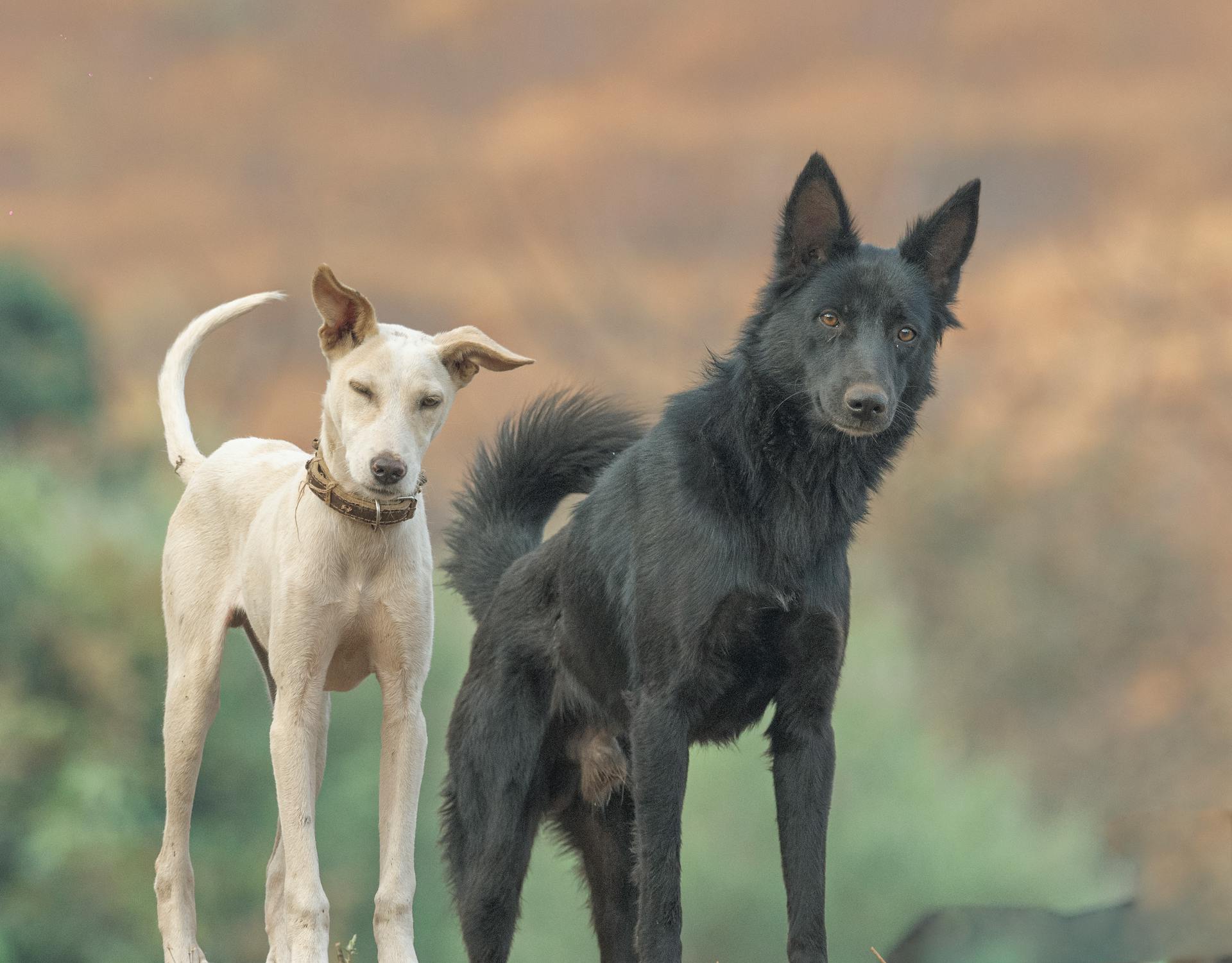 Black and White Short Coated Dogs