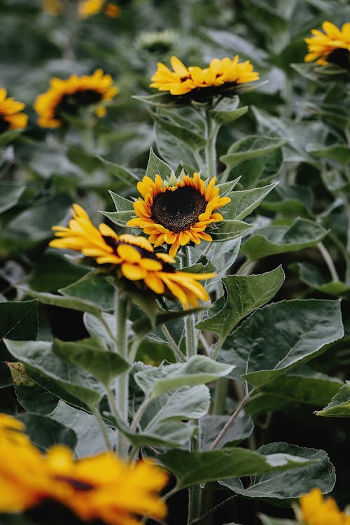 Gratuit Imagine de stoc gratuită din adâncime de câmp, centrale, floarea-soarelui Fotografie de stoc