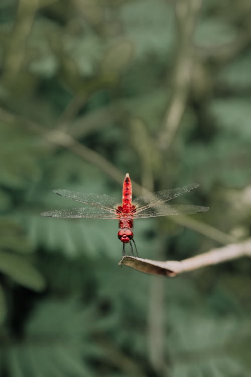 Δωρεάν στοκ φωτογραφιών με damselfly, ασπόνδυλος, βλαστός