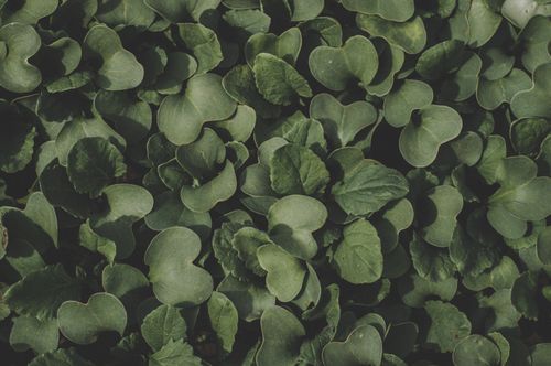 Free Close-up view of vibrant green leaves creating a lush natural background. Stock Photo