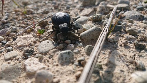 Free Big black beetle bug Stock Photo