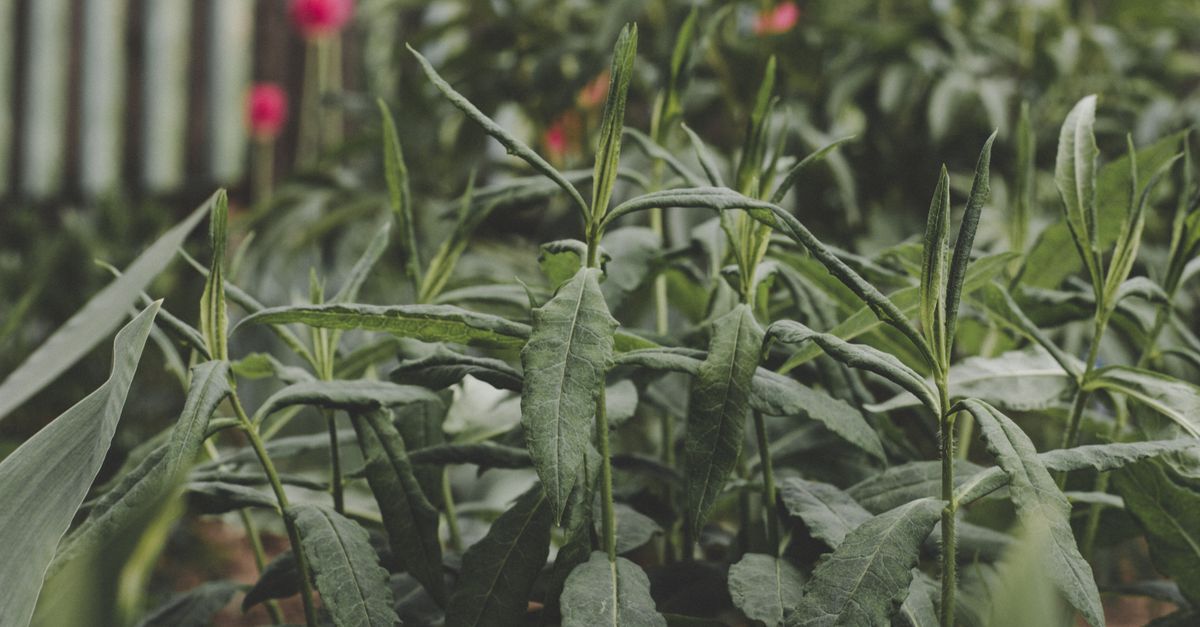 Les Légumes à Cultiver pour un Potager Écologique