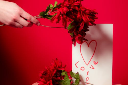 Free Fotos de stock gratuitas de amor, flores, mano Stock Photo