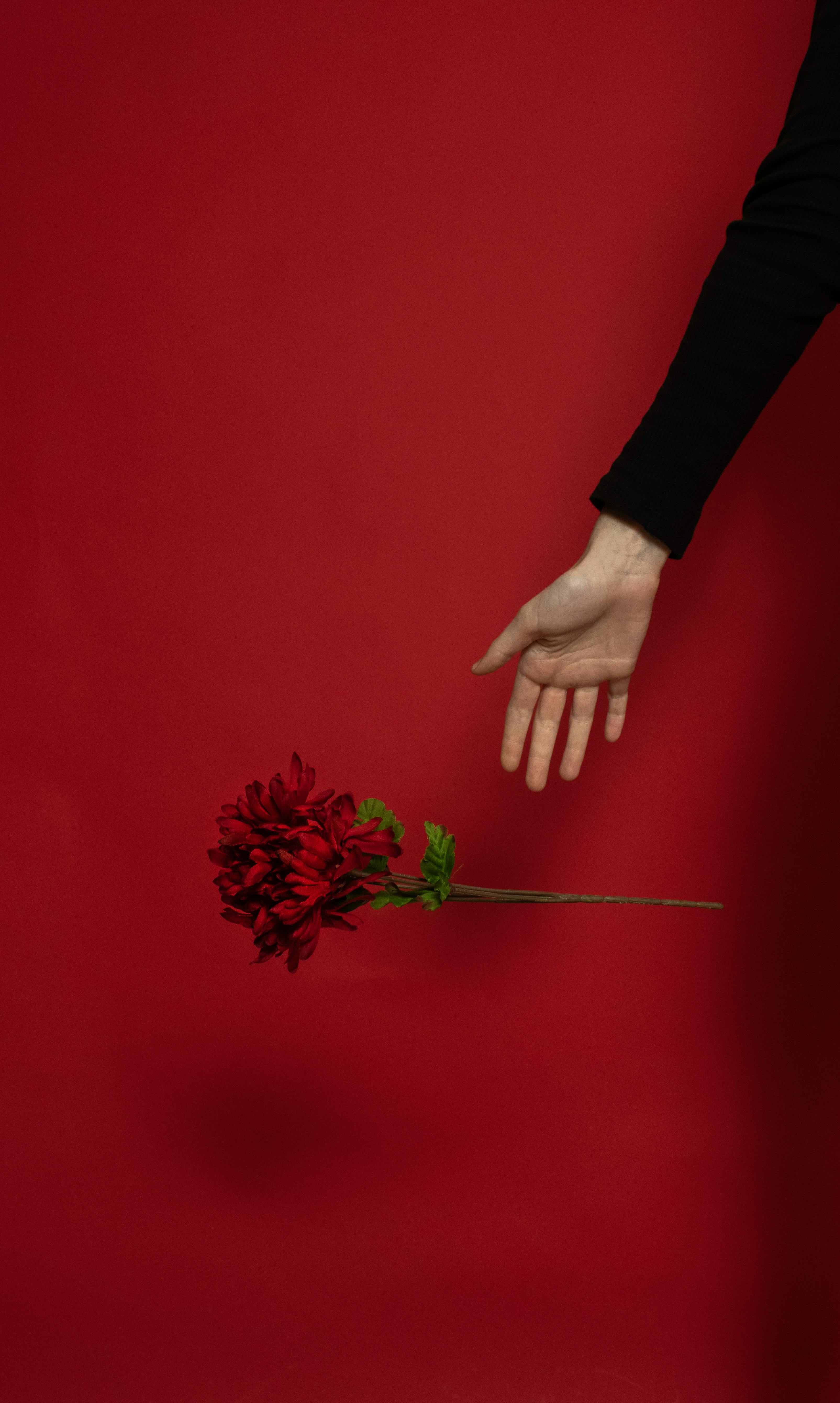 [ColoSach]-a-hand-in-black-sleeve-holds-vibrant-red-flowers-on-a-deep-red-background,-creating-a-minimalistic-and-striking-composition.