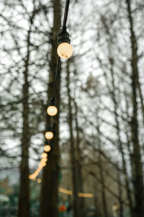 Free A serene forest scene with strings of glowing lightbulbs creating a magical ambiance. Stock Photo