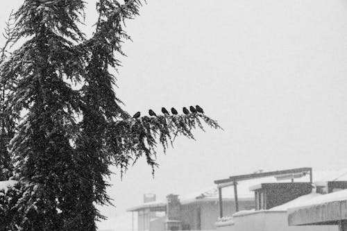 A Grayscale Photo of Birds Perched on a Tree while Snowing