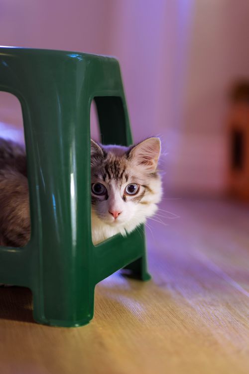 Free Adorable cat peeking out from beneath a green plastic stool on a wooden floor. Stock Photo