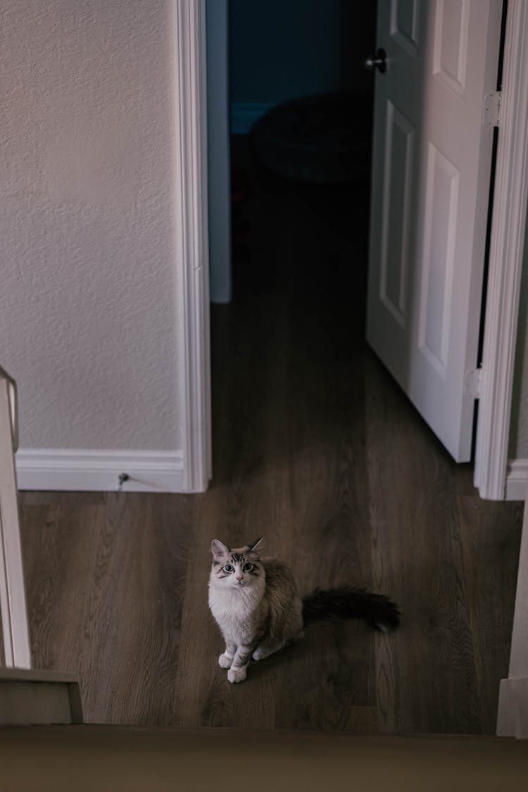 Cat In A Hall Looking Up And White Door Open In Background