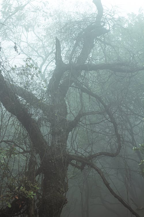 Fotobanka s bezplatnými fotkami na tému hmla, lesnatá krajina, lesy