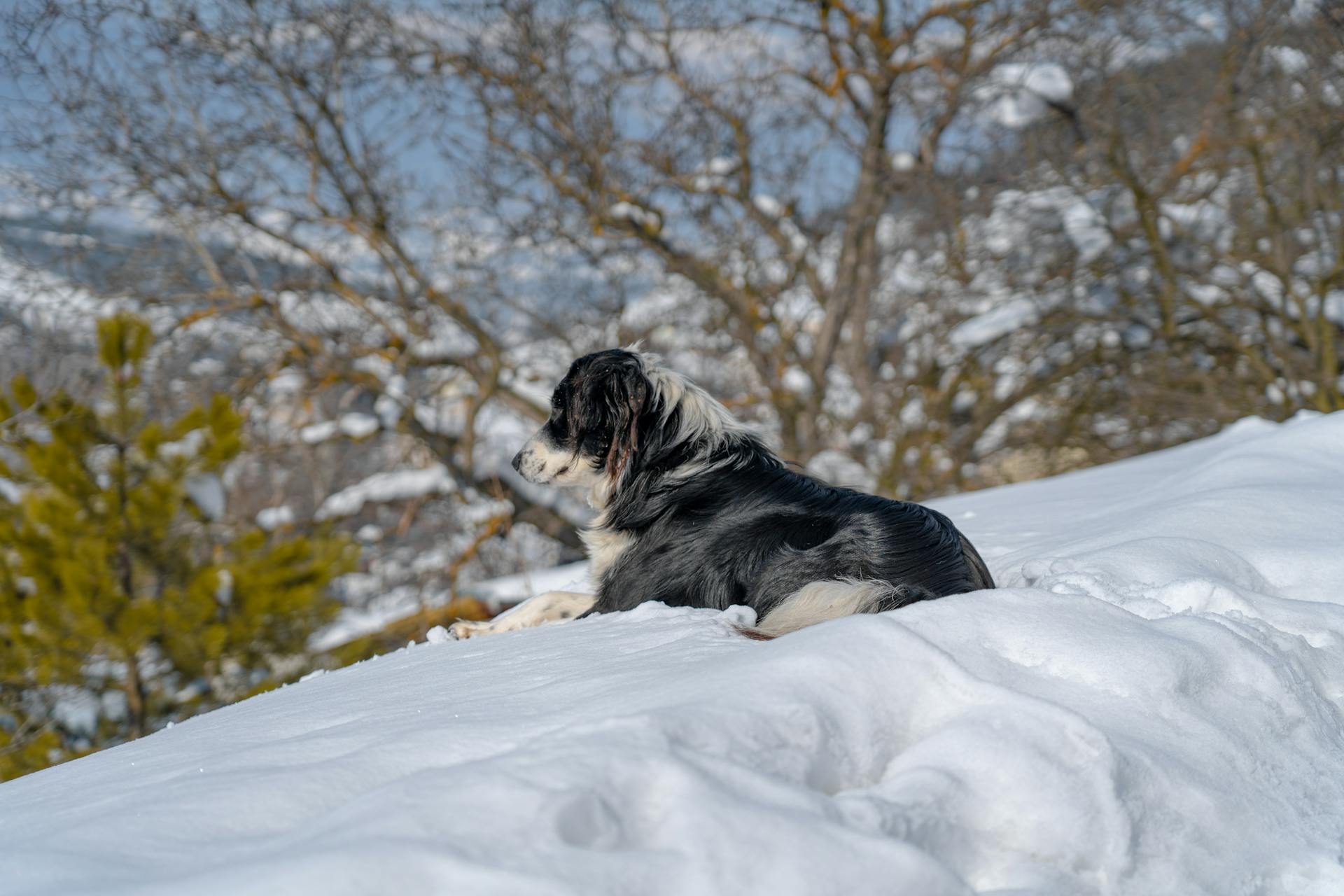 Australian Shepherd lying Snow Covered Ground