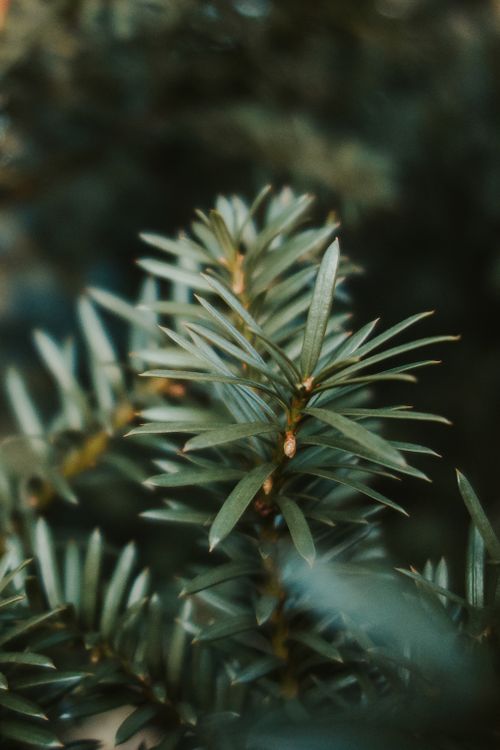 Free Detailed close-up of Podocarpus nubigenus leaves showcasing lush green foliage. Stock Photo