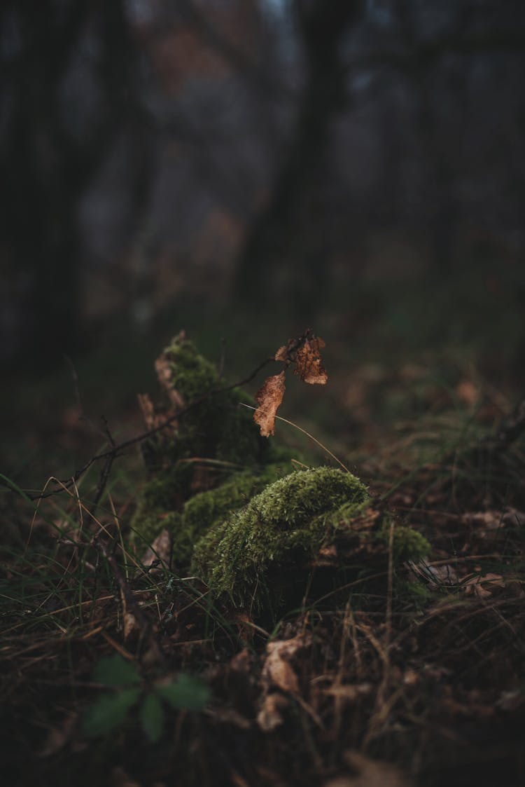 Moss Growing On Ground In Forest